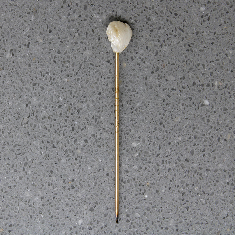Glossy River Pearl on 19k Gold Victorian Stick Pin