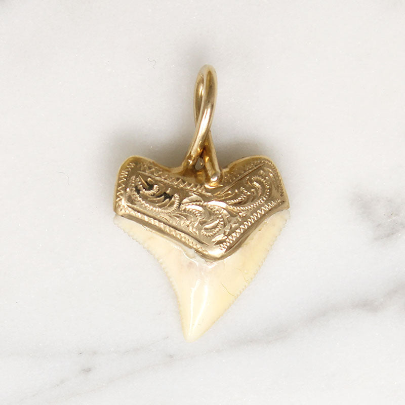 Potent Gold-Capped Shark Tooth Talisman