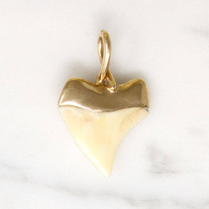 Potent Gold-Capped Shark Tooth Talisman
