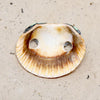 Fantastic Mosaic Turquoise Inlay Shell Slide