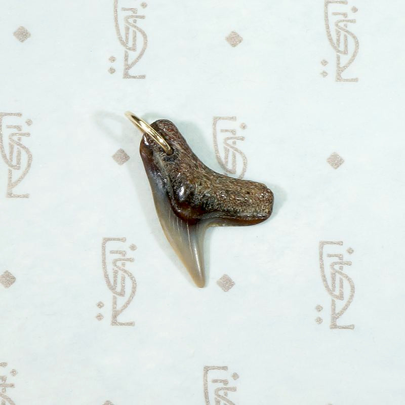 Talismanic Shark's Tooth Charm on 14k Gold Ring