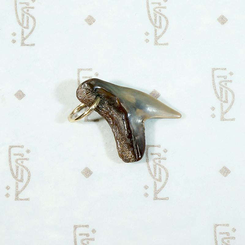 Talismanic Shark's Tooth Charm on 14k Gold Ring
