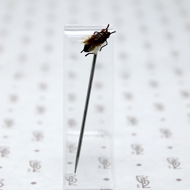 Victorian Fly Sterling Stick Pin 