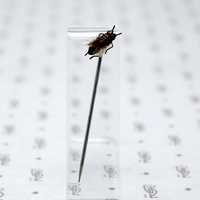 Victorian Fly Sterling Stick Pin 