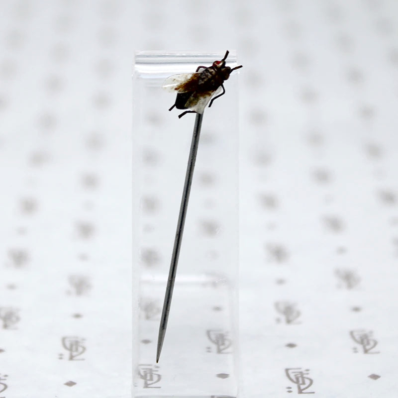 Victorian Fly Sterling Stick Pin 