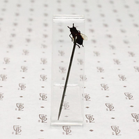 Victorian Fly Sterling Stick Pin