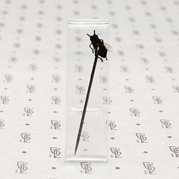 Victorian Fly Sterling Stick Pin