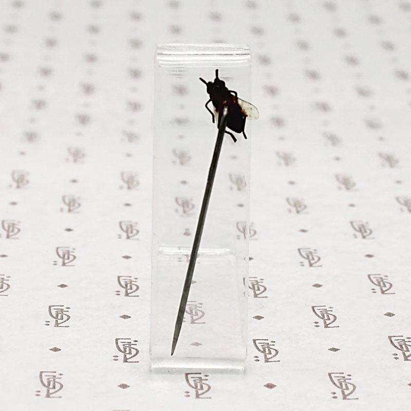Victorian Fly Sterling Stick Pin 