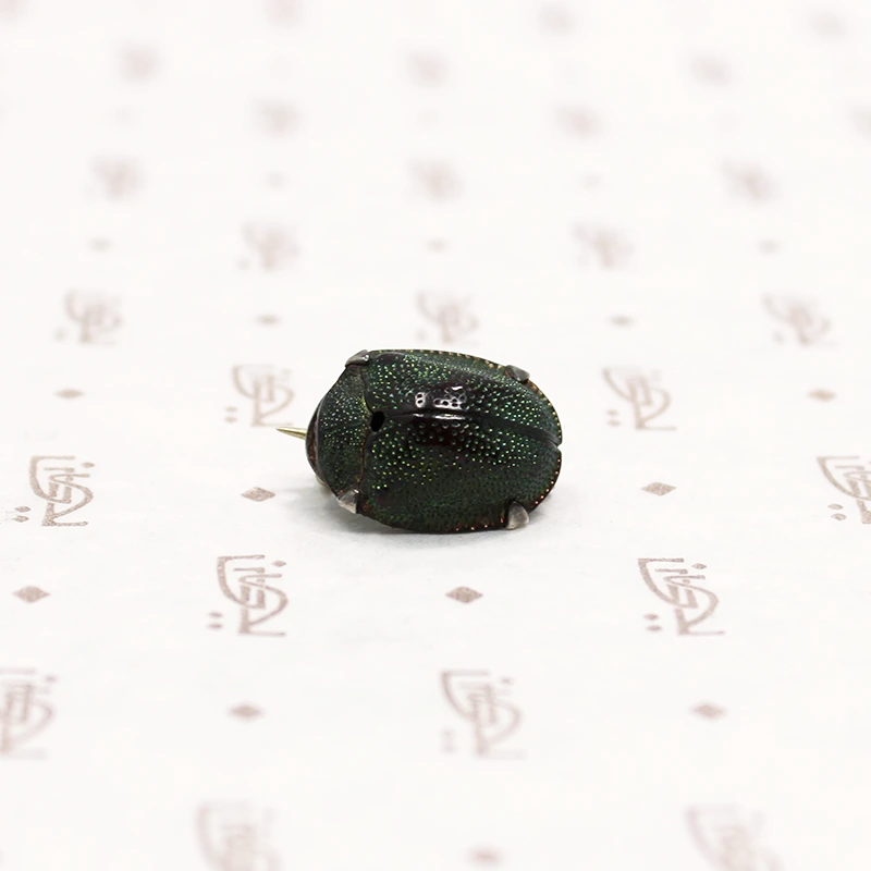 Natural Science Victorian Scarab Brooch