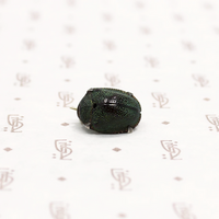 Natural Science Victorian Scarab Brooch